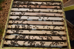 Forscherwoche - Blick in einen Bienenstock