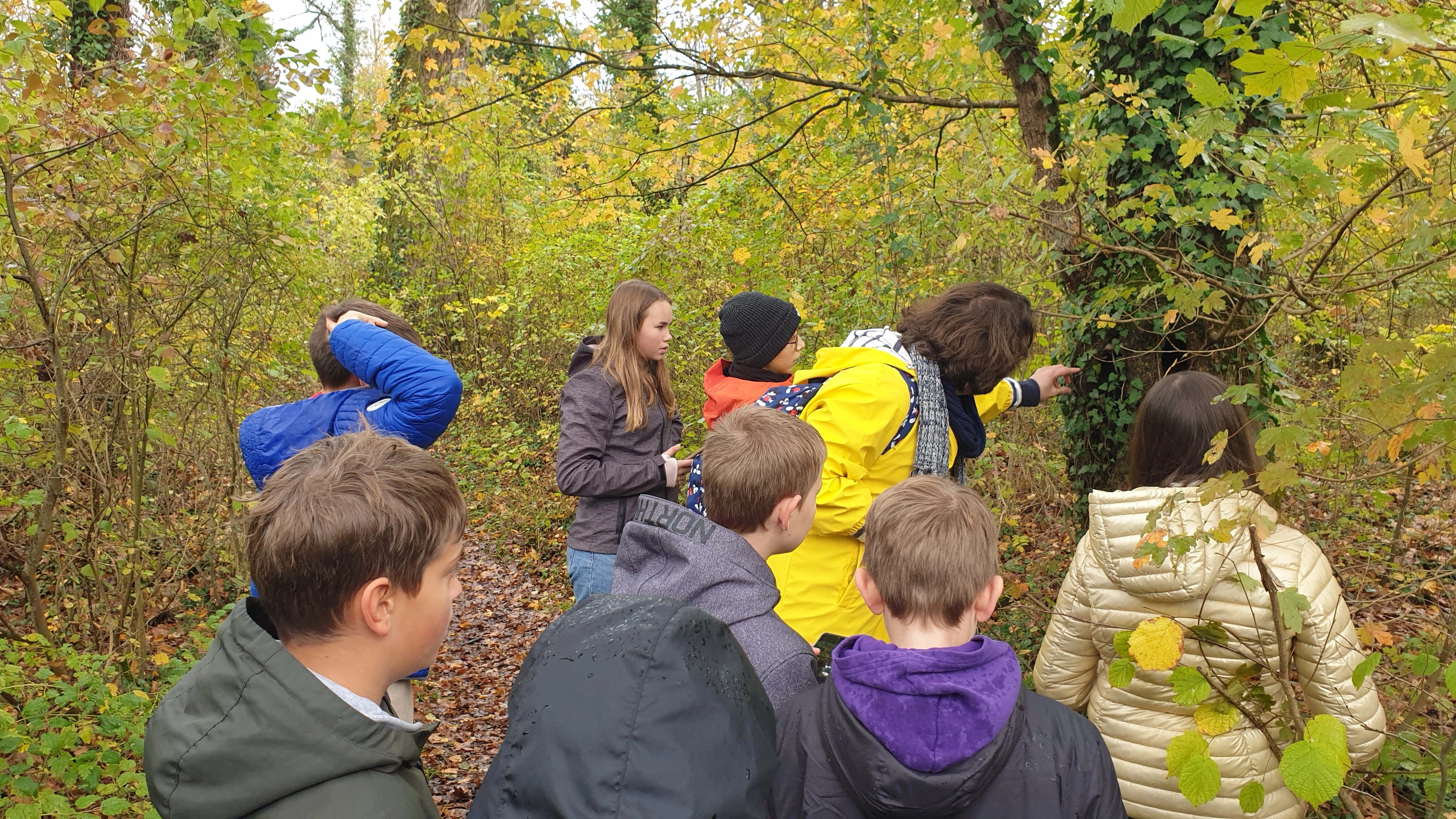 Schülergruppe beim Betrachten von Efeu an einem Baumstamm